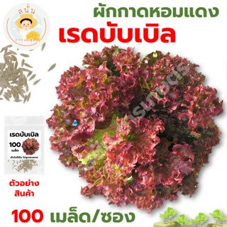 *ส่งด่วน* เมล็ดพันธุ์ ผักกาดหอมแดง เรดบับเบิล Red Bubble Lettuce Seed ปลูกผัก สลัด เมล็ดผัก เมล็ดพืช [1 ซอง 100 เมล็ด]