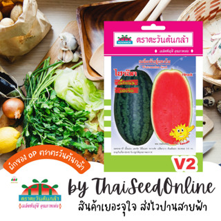 ADV ซฟ เมล็ดพันธุ์ แตงโมไฮร๊อค แตงโมทรงตอปิโด ตราตะวันต้นกล้า V2