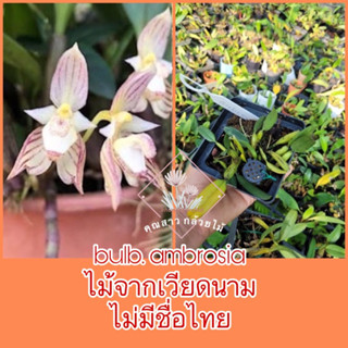 กล้วยไม้สิงโตbulb. ambrosia ไม้จากเวียดนามไม่มีชื่อไทย