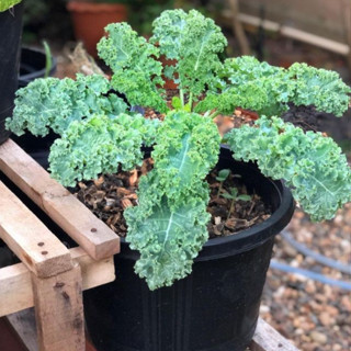 🌱เมล็ดพันธุ์เคล คะน้าใบหยิก100เมล็ด 🌱คะน้าไดโน 50เมล็ด 10 เเ…