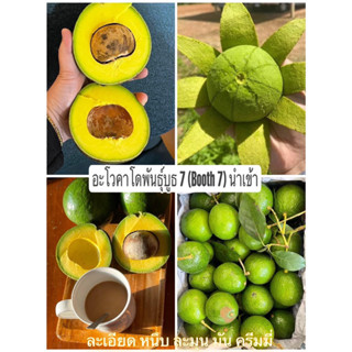 🥑 อโวคาโด บูท7 นำเข้า เนื้อหนึบ ละมุน อร่อย ขนาด1kg