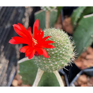 หน่อเด็ดสด rebutia  krainziana f.inermis