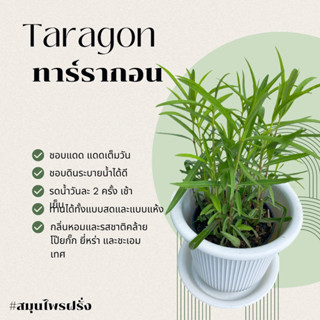 ทาร์รากอน Taragon ขนาดกระถาง 4 นิ้ว