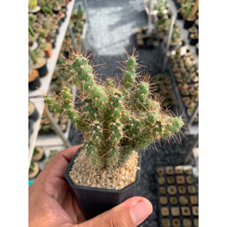 โอพันเทียดอกไม้ไฟ(Cylindropuntia spinosior)หนามดูด