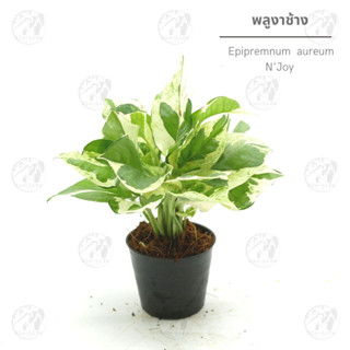 พลูงาช้าง Epipremnum  aureum NJoy  กถ.3นิ้ว