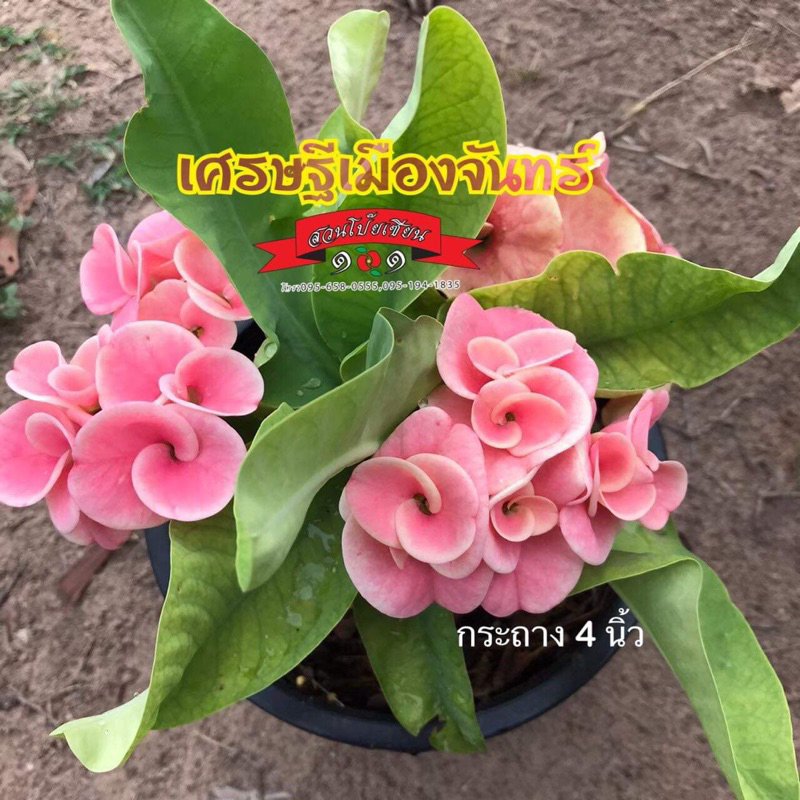 ต้นโป๊ยเซียน กระถาง3นิ้ว สายพันธุ์ “เศรษฐีเมืองจันทร์” (ดอกชมพูใหญ่และหนามาก) ส่งทั้งกระถาง