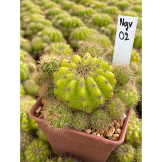 ดาวล้อมเดือน Echinopsis calochlora K.Schum. ขนาดกระถาง 3 นิ้ว จักส่งทั้งกระถาง Ngv02