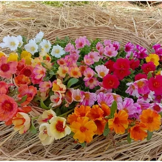 คุณนายตื่นสาย50สี คละสี กิโลละ80บาท ฉลองเปิดร้านใหม่💥🏵️🌹🌸🌺