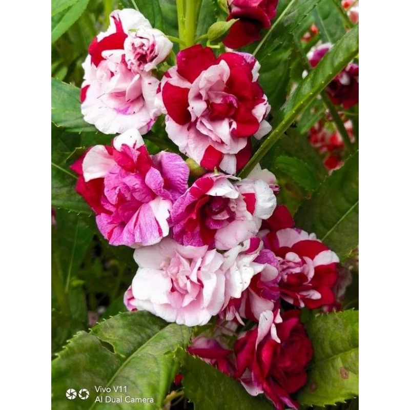 เมล็ดเทียน 20สี สามารถเลือกสีได้