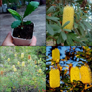 ( 6ต้น) แบงเซีย ต้นแบงเซีย Banksia Integrifolia Fortigate / Paradise