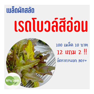 เมล็ดสลัด เรดโบวล์สีอ่อน 100 เมล็ด 10 บาท งอกดีมีคู่มือในการปลูก