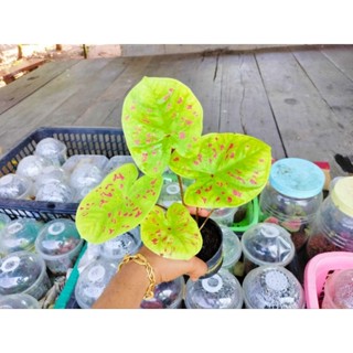5 ก.ย.66 บอนสีเหลืองทุ่งรัตนาไซส์ใหญ่ๆจัดส่งต้นจริงตามภาพ