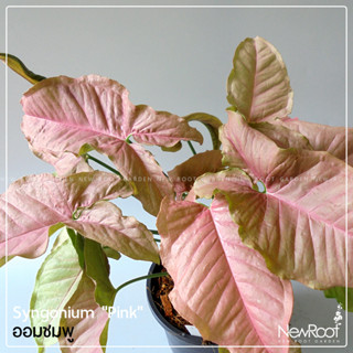 NewRootGarden ออมชมพู  Syngonium Pink กระถาง 5นิ้ว ไม้ใบ ไม้ประดับในร่ม