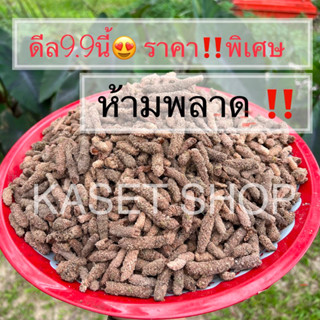 ไข่ตั๊กแตน ปาทังก้า (โมจีน) 50-100g. (พร้อมอุปกรณ์และวัสดุในการฟัก)