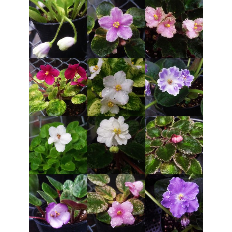 แอฟริกันไวโอเลตพันธุ์แคระ African Violet Dwarf