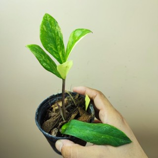 กวักโบราณด่าง ใบยาว Zamioculcas long zamiifolia varigated กระถาง 4นิ้ว กวักมรกตด่างโบราณ