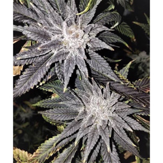 เมล็ดพันธุ์  Black Cherry Pie Auto คัดเมีย 1 เมล็ด