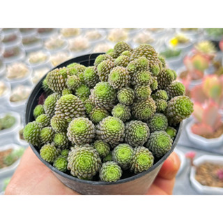 Monanthes Polyphylla ไม้อวบนำ้ น่ารักๆ กระถาง 3 นิ้ว