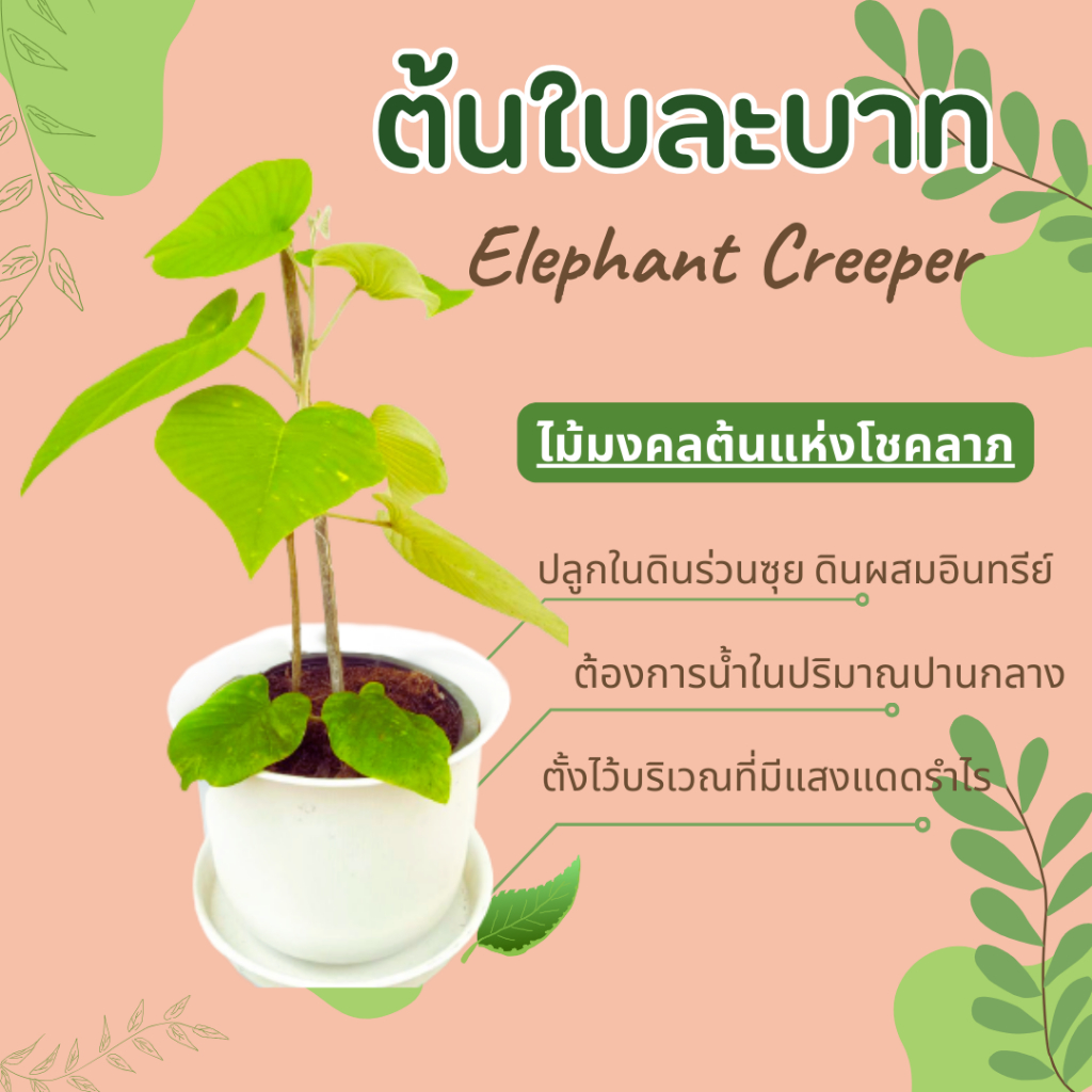 ต้นใบละบาท Elephant Creeper , elephant vine , ใบระบาด , ใบละบาด