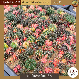 [Lot 2] กระบองเพชรยิมโนด่างไม่เพาะเมล็ด ราคาถูก จัดส่งทั้งกระถาง Cactus Gymnocalycium แข็งแรง สีสันสวยงาม