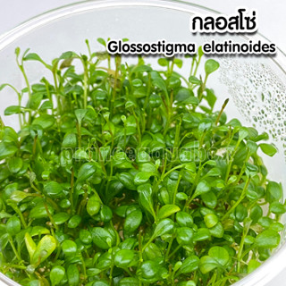 กลอสโซ่ (Glossostigma elatinoides) เนื้อเยื่อ ไม้น้ำปูพื้นตู้ ต้นไม้น้ำ ต้นไม้น้ำตกแต่งตู้ปลา