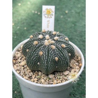แอสโตรไฟตัม (Astrophytum asterias)