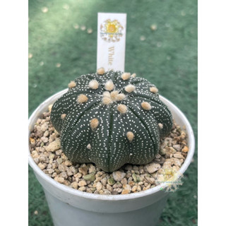 แอสโตรไฟตัม (Astrophytum asterias)