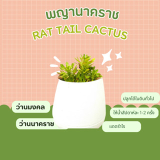 พญานาคราช ว่านนาคราช Rat tail Cactus, Rats tail Cactus