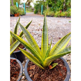 ลิ้นมังกร คอร์โดว่าด่าง Sansevieria cordova variegata ส่งทั้งกระถาง 5 นิ้ว