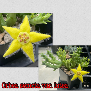 เก๋งจีน orbea semota var. lutea ดอกเหลืองสดใสน่ารัก กระถาง2นิ้วส่งทั้งกระถาง