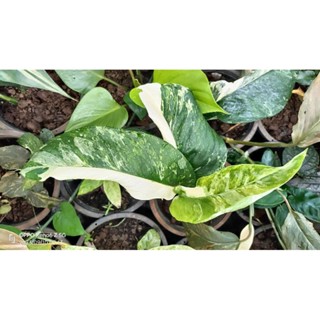 Monstera lechleriana variegated