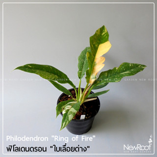 NewRootGarden ฟิโลเดนดรอน ใบเลื่อยด่าง  Philodendron Ring of Fire ไม้ใบ ไม้ประดับในร่ม ไม้ด่าง