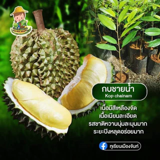ต้นทุเรียนสายพันธุ์กบชายน้ำสายพันธุ์แท้ล้าน%