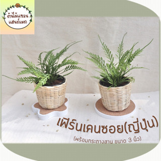 🌿เฟิร์นเคนซอย(ญี่ปุ่น) ช่วยฟอกอากาศ พร้อมกระถางสานไม้ไผ่ ขนาด 3 นิ้ว