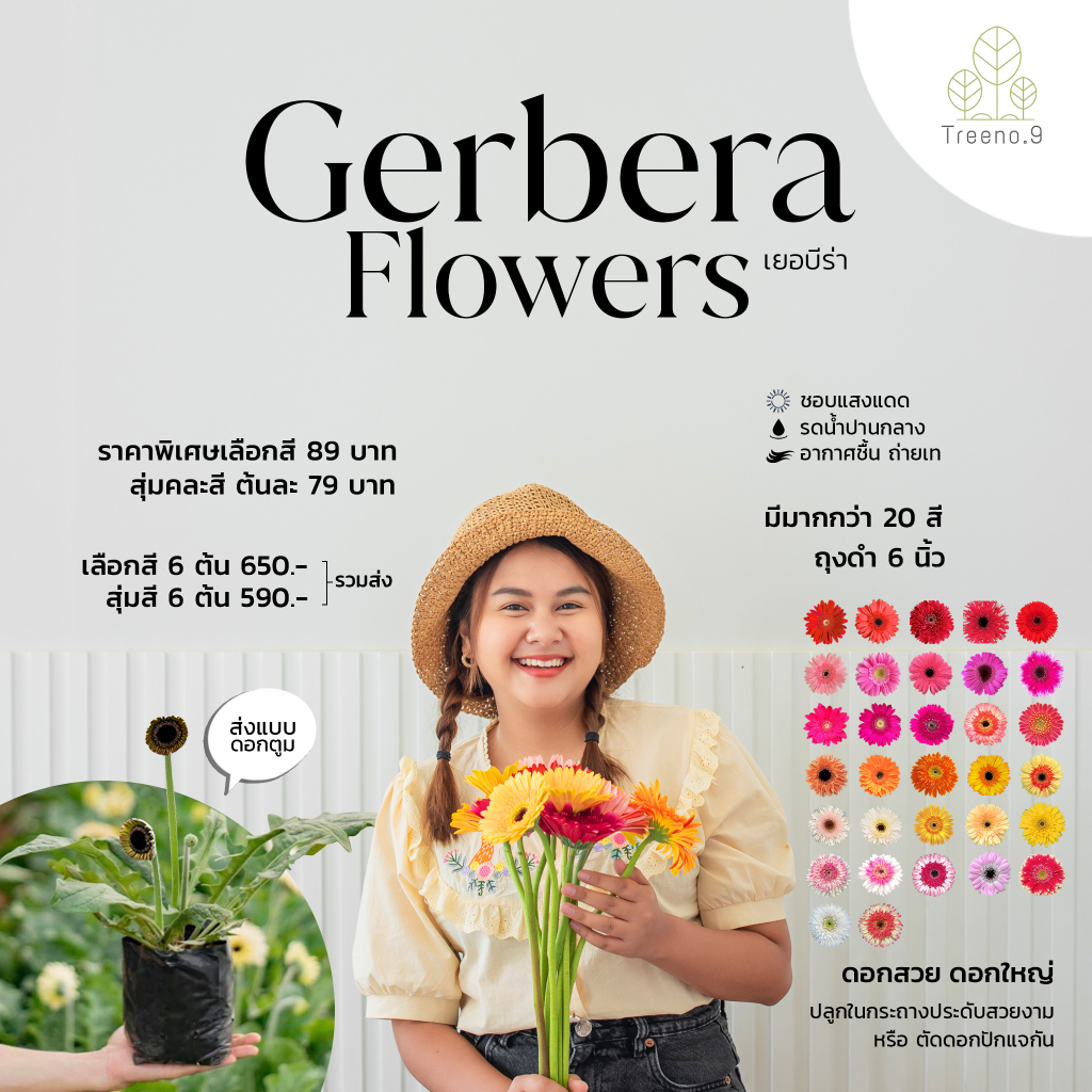 T305 รวม ดอกเยอบีร่า ฟอร์มใหญ่ที่สุด ก้านยาว มี 24 สี ถุงดำ 6 นิ้ว สูง 20-70 cm