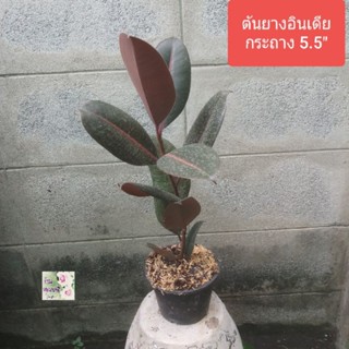 ต้นยางอินเดียสีดำ ยางอินเดีย Indian Rubber tree/ Decora tree/ Rubber plant กระถาง 5.5" สูงกว่า50ซม.ไม้มงคล ฟอกอากาศดี