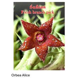 เก๋งจีน Orbea Alice *กิ่งเด็ดสด* แคคตัส ไม้อวบน้ำ Cactus and Succulent