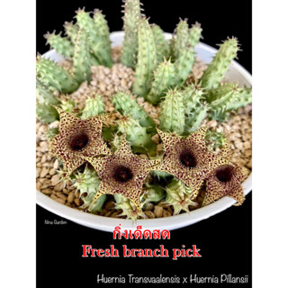 เก๋งจีน Huernia Transvaalensis X Huernia Pillansii *กิ่งเด็ดสด* แคคตัส ไม้อวบน้ำ Cactus and Succulent