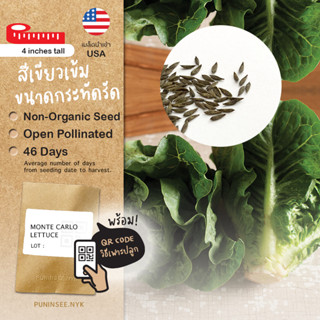 เมล็ดผักนำเข้า สลัดคอสเล็ก Romaine Lettuce (Organic Seed) Cos กรีนคอส ผักกาดคอส Salad ผักสลัด