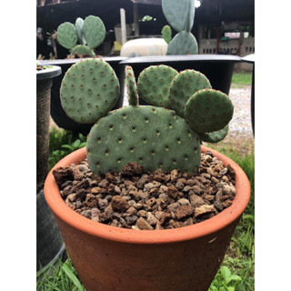 Opuntia rufidaตัดใบสด