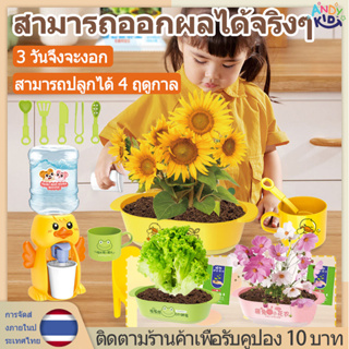 🤎[Magic Plant] ชุดพร้อมปลูก Let’s grow ของเล่นการสังเกตการเจริญเติบโตของผัก DIY ชิ้นของเล่นทางวิทยาศาสตร์