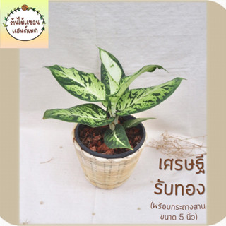 🎋เศรษฐีรับทอง (Aglaonema ‘Setthirapthong’) พร้อมกระถางสานไม้ไผ่ 5 นิ้ว ช่วยฟอกอากาศ ดูดสารพิษ