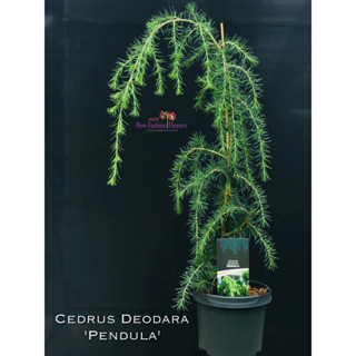 สายไม้ย้อย ไม่ควรพลาด !!! Cedrus Deodara Pendula การันตีสายพันธุ์แท้นำเข้าจากฮอลแลนด์ พร้อมใบเซอร์ และ เลขพาสปอร์ต