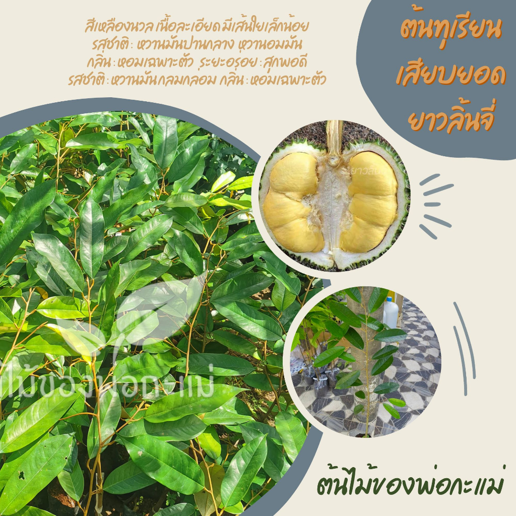 ต้นทุเรียนเสียบยอดยาวลิ้นจี่​ เสียบยอด​2ต้น