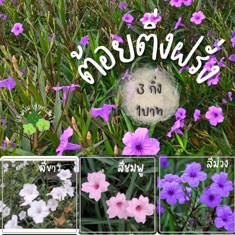 ต้นต้อยติ่งฝรั่ง ชุด 3 กิ่ง 1 บาท คุ้มมากไม้ประดับสวนสวย