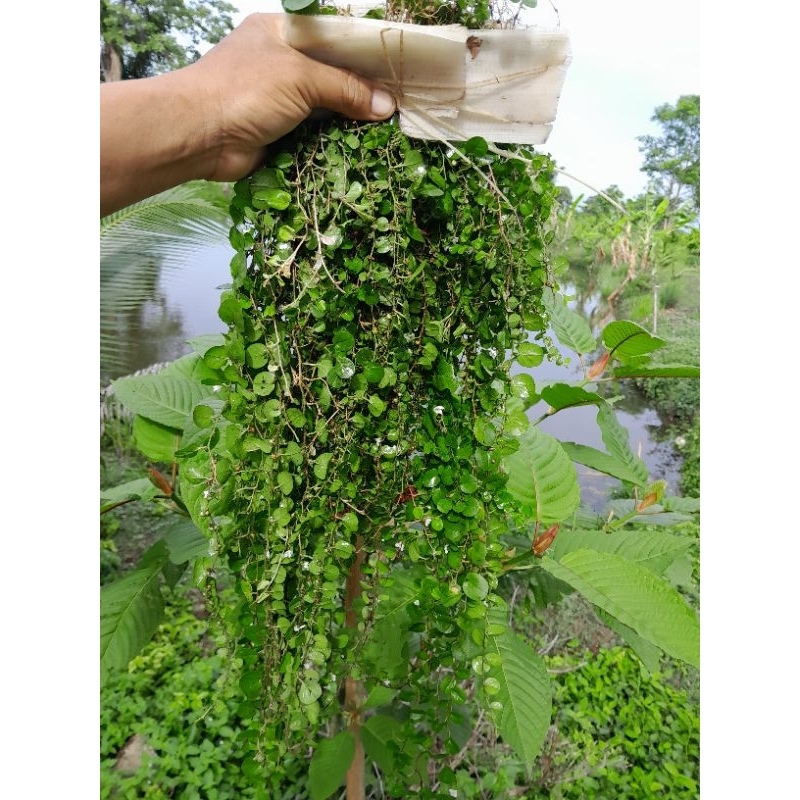 หญ้าใบต่างเหรียญใช้แทนหญ้าสนามสั่ง5แถม1มัด
