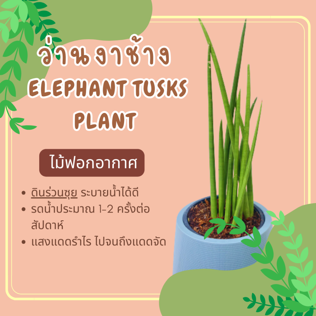 ว่านงาช้าง ไม้ฟอกอากาศ Elephant Tusks Plant