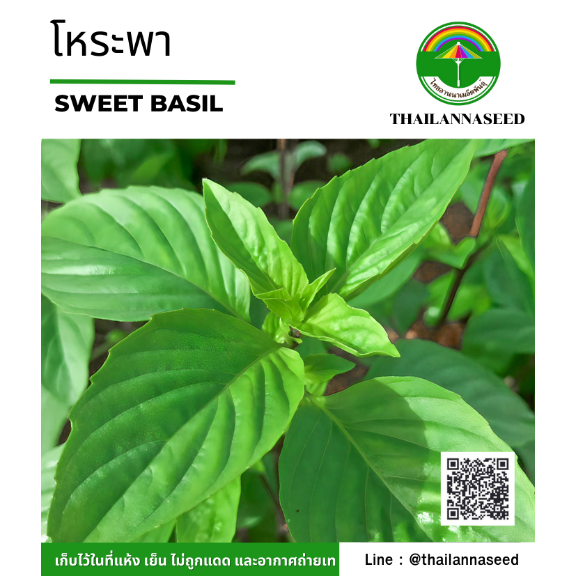 เมล็ดพันธุ์ผักสวนครัว โหระพา ( ขนาด 1 กรัม ) รหัสสินค้า 6031