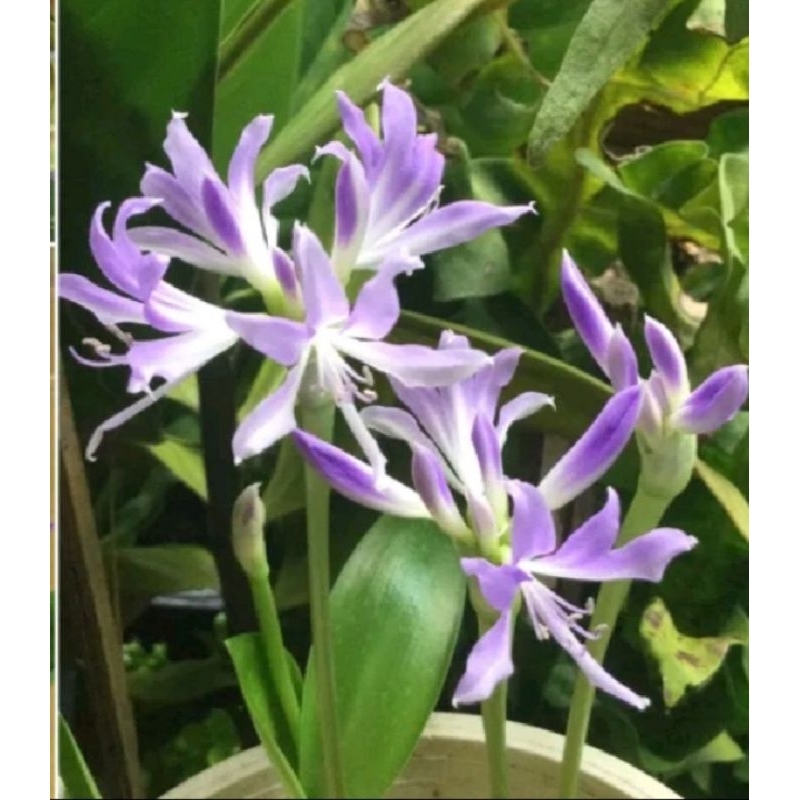 Griffinia ไม้หัวพันธุ์เล็ก ดอกสีม่วงสวยออกดอกตลอดปี ต้นพันธุ์ติดดอกได้แล้วกระถาง4"