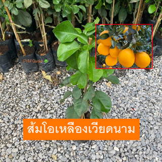 ต้นส้มโอ ส้มโอเหลืองเวียดนาม เสียบยอด พันธุ์เเท้ ให้ผลเร็ว เปลือกสีเหลือง เนื้อแดงไม่มีเมล็ด (รับประกันสินค้า!!)